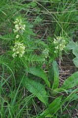 Pedicularis foliosa