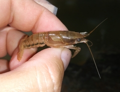 Procambarus vioscai
