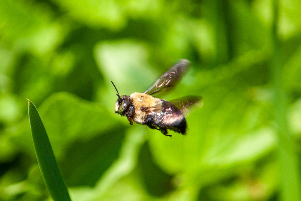 Eastern Carpenter Bee (Xylocopa virginica)