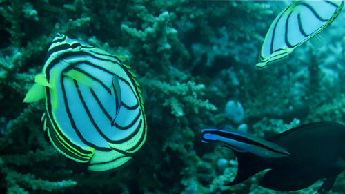 Meyer's Butterflyfish — seen at this dive site