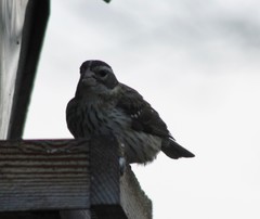 Pheucticus ludovicianus