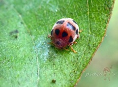 Epilachna crassimala