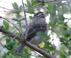 Pheucticus ludovicianus