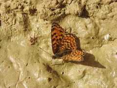 Melitaea punica