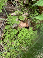 Floerkea proserpinacoides