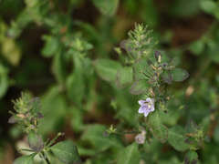 Haplanthodes tentaculatus