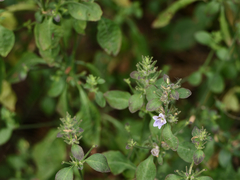 Haplanthodes tentaculatus