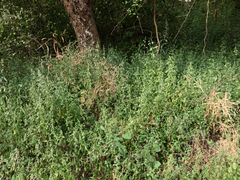 Haplanthodes tentaculatus