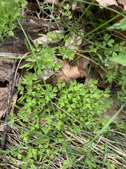 Floerkea proserpinacoides