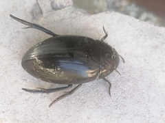 Hydrophilus aterrimus