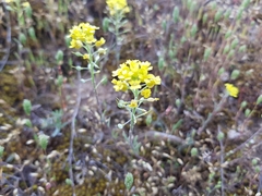 Alyssum montanum