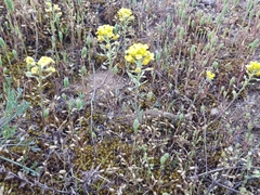Alyssum montanum