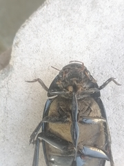 Hydrophilus aterrimus