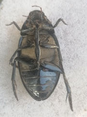 Hydrophilus aterrimus