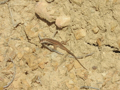 Ophisops occidentalis