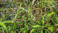 Angiospermae