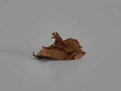 Euwilemania angulata