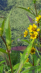 Angiospermae