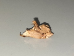 Euwilemania angulata