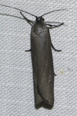 Urodus parvula
