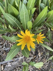 Wyethia amplexicaulis