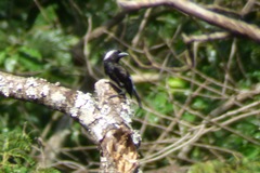 Stactolaema leucotis