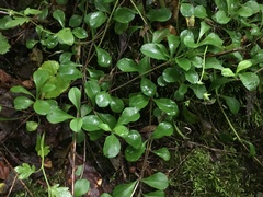Phlox stolonifera
