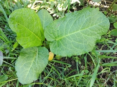 Rumex obtusifolius