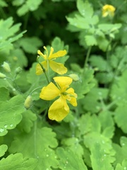 Chelidonium majus