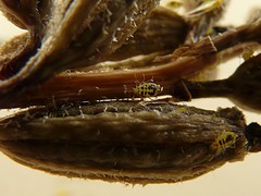 Neomyzus circumflexus