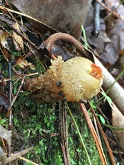 Calostoma ravenelii ravenelii