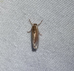 Enaemia basistriga