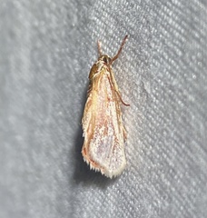 Enaemia basistriga