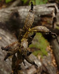 Neomyzus circumflexus