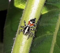 Nycerella delecta