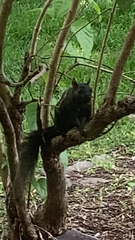 Callosciurus erythraeus