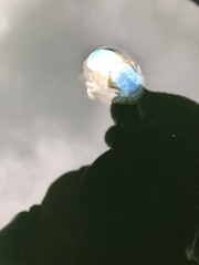 Upogebia pugettensis