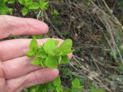 Spiraea flexuosa