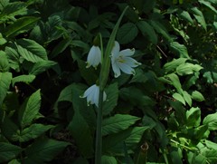 Leucojum aestivum pulchellum