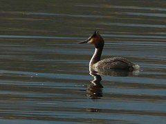 Podiceps cristatus australis
