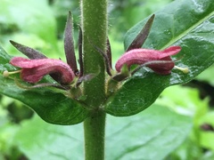 Triosteum perfoliatum