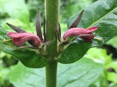 Triosteum perfoliatum