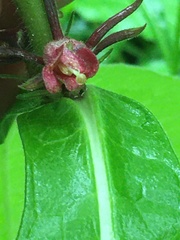 Triosteum perfoliatum