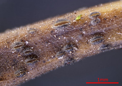 Pyrenopeziza petiolaris