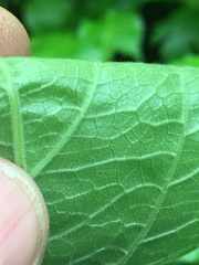 Triosteum perfoliatum