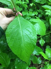 Triosteum perfoliatum