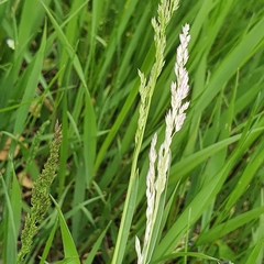 Milium vernale