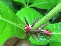 Triosteum perfoliatum
