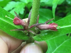 Triosteum perfoliatum