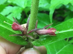 Triosteum perfoliatum